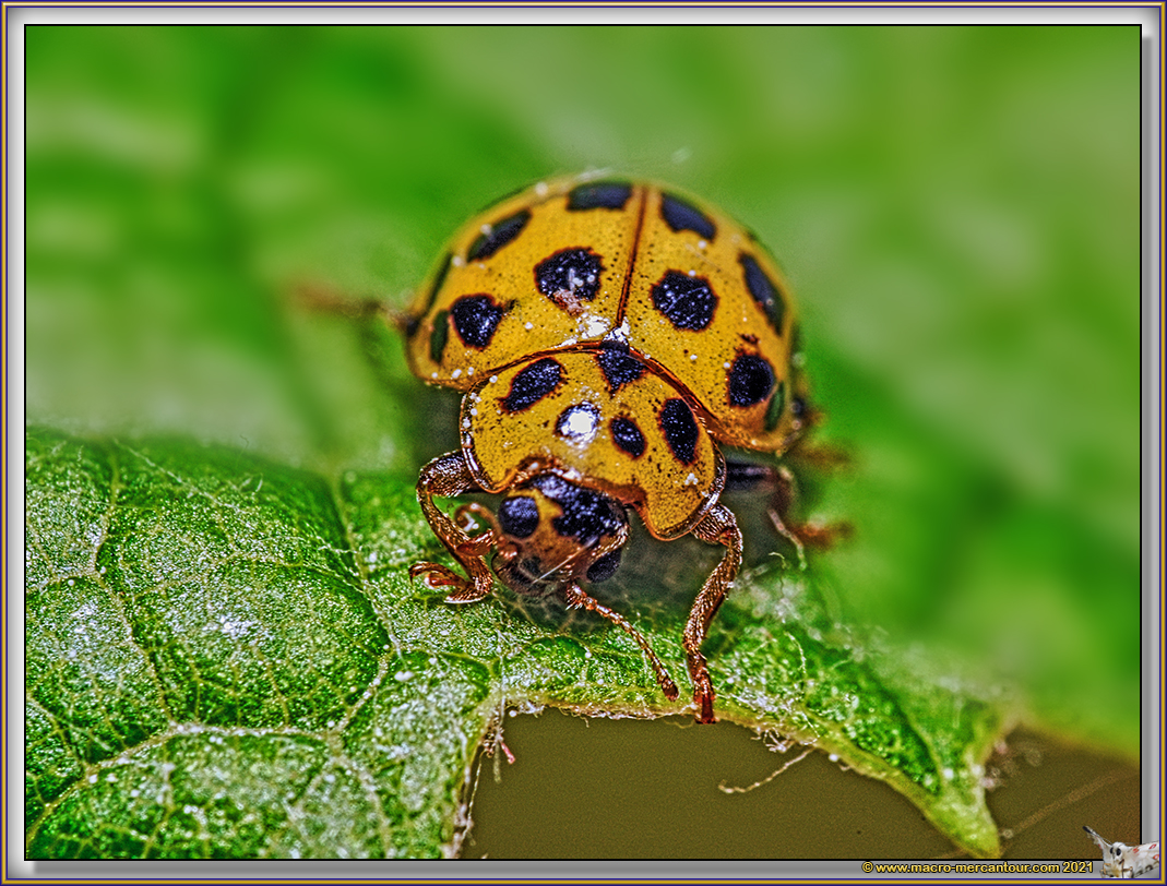Coccinelle